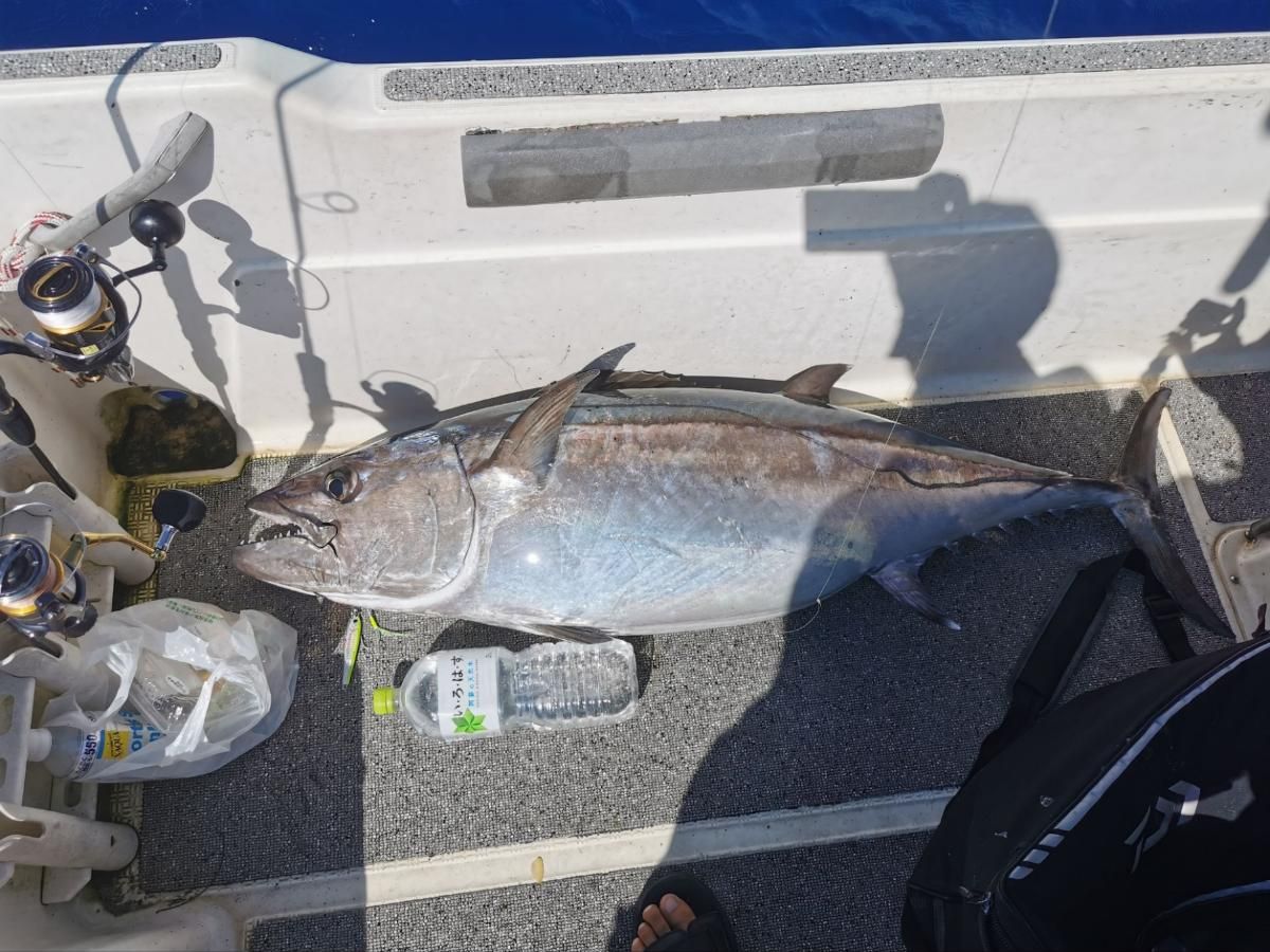 Dogtooth tuna lying on the deck of a boat beside spinning reels