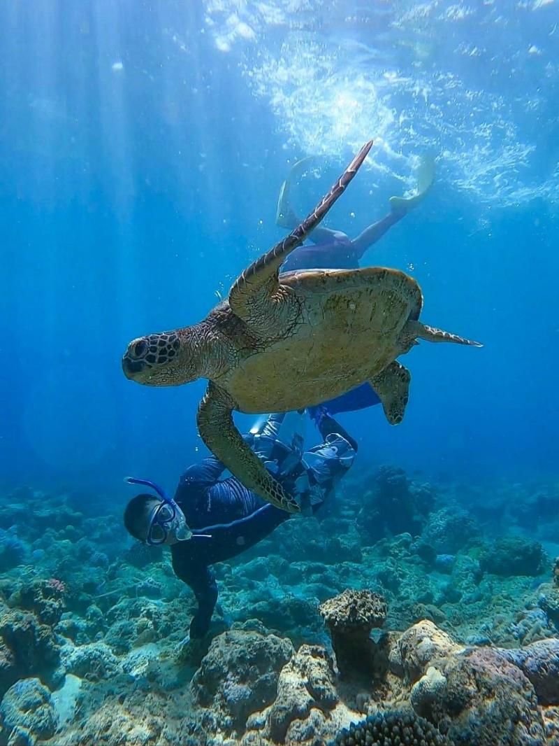 Sea turtle swimming above a snorkeler over coral